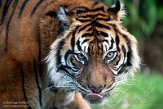 NBZ01230755 Sumatraanse tijger / Panthera tigris sumatrae