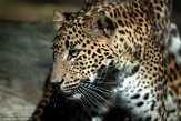 NBZ01230770 Sri Lanka panter/ Panthera pardus kotiya