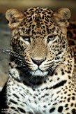 NBZ01230792 Sri Lanka panter/ Panthera pardus kotiya