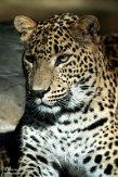 NBZ01230796 Sri Lanka panter/ Panthera pardus kotiya