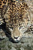 NBZ01230813 Sri Lanka panter/ Panthera pardus kotiya