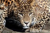 NBZ01230827 Sri Lanka panter/ Panthera pardus kotiya