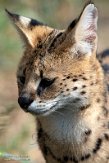 NFF01224449 serval / Leptailurus serval