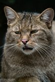 NFF01224454 Europese wilde kat / Felis silvestris silvestris