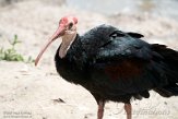 NGZ01211117 Kaapse ibis / Geronticus calvus