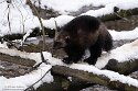 NGZ01250131 veelvraat / Gulo gulo