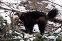 NGZ01250153 veelvraat / Gulo gulo