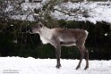 NGZ01250187 bosrendier / Rangifer tarandus fennicus