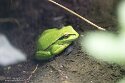 NGZ01250197 Europese boomkikker / Hyla arborea