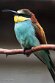 NLH01251141 Europese bijeneter / Merops apiaster