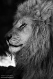 NOD01210453 Afrikaanse leeuw / Panthera leo