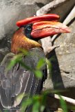 NOD01210482 rosse neushoornvogel / Buceros hydrocorax