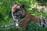 NOD01210497 Siberische tijger / Panthera tigris altaica