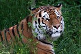 NOD01210508 Siberische tijger / Panthera tigris altaica