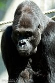NOD01210635 westelijke laaglandgorilla / Gorilla gorilla gorilla