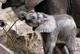 NOD01220744 Afrikaanse olifant / Loxodonta africana