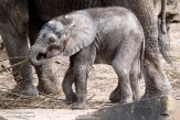 NOD01220769 Afrikaanse olifant / Loxodonta africana