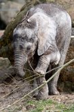 NOD01220833 Afrikaanse olifant / Loxodonta africana