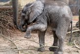 NOD01220849 Afrikaanse olifant / Loxodonta africana