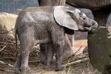 NOD01220884 Afrikaanse olifant / Loxodonta africana