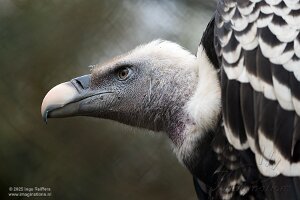 Avifauna 2025
