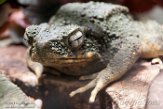 CAAS01177680 Phrynoidis juxtasper (giant river toad)