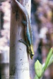 CAAS01177694 Geelkop daggekko / Phelsuma klemmeri