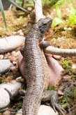 CAAS01177704 Zonosaurus maximus (Southeastern girdled lizard)