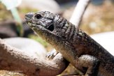 CAAS01177707 Zonosaurus maximus (Southeastern girdled lizard)