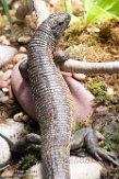 CAAS01177711 Zonosaurus maximus (Southeastern girdled lizard)