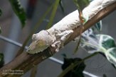 CAAS01177719 madagaskarplatstaartgekko / Uroplatus fimbriatus