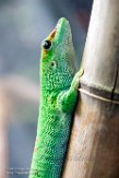 CAAS01177722 Madagaskarreuzendaggekko / Phelsuma grandis