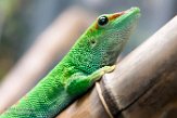 CAAS01177727 Madagaskarreuzendaggekko / Phelsuma grandis