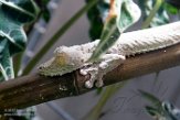 CAAS01177739 madagaskarplatstaartgekko / Uroplatus fimbriatus