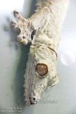 CAAS01177740 madagaskarplatstaartgekko / Uroplatus fimbriatus