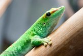 CAAS01177747 Madagaskarreuzendaggekko / Phelsuma grandis