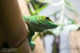 CAAS01177748 Madagaskarreuzendaggekko / Phelsuma grandis