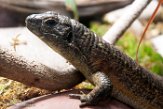 CAAS01177759 Zonosaurus maximus (Southeastern girdled lizard)