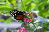 CAAS01177778 Heliconius hecale