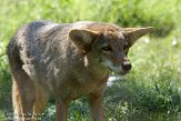 CALM1137940 coyote / Canis latrans