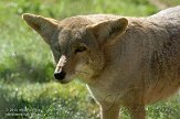 CALM1137952 coyote / Canis latrans