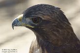 CALM1137972 roodstaartbuizerd / Buteo jamaicensis