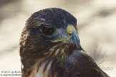 CALM1137973 roodstaartbuizerd / Buteo jamaicensis