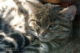 CASZ1137766 zwartvoetkat / Felis nigripes