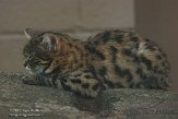 CASZ1137863 zwartvoetkat / Felis nigripes