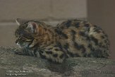 CASZ1137863 zwartvoetkat / Felis nigripes