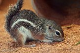 CALZ1138109 Harrisgrondeekhoorn / Ammospermophilus harrisii