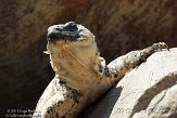 CALZ1138148 San Esteban chuckwalla / Sauromalus varius