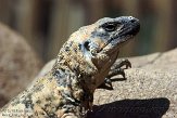 CALZ1138151 San Esteban chuckwalla / Sauromalus varius