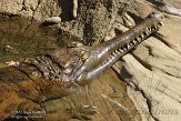 CALZ1138163 onechte gaviaal / Tomistoma schlegelii